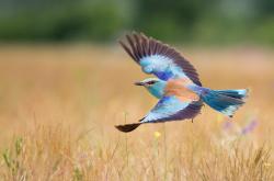 开云体育登录-德甲争冠战之夜，破晓之前的回响—莱万将沉默化为惊雷