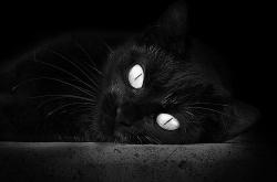 开云体育登录-足球场上的惊叹号，霍勒迪如何在三国之地写下属于夜晚的永恒