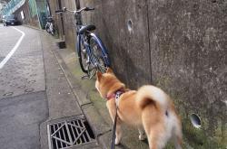 开云体育平台APP-全能中场颠覆意甲秩序！拉梅洛数据爆炸夜改写争冠格局