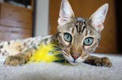 开云体育入口-双星闪耀，勇士终结热火狂潮，霍勒迪欧冠赛场主宰命运