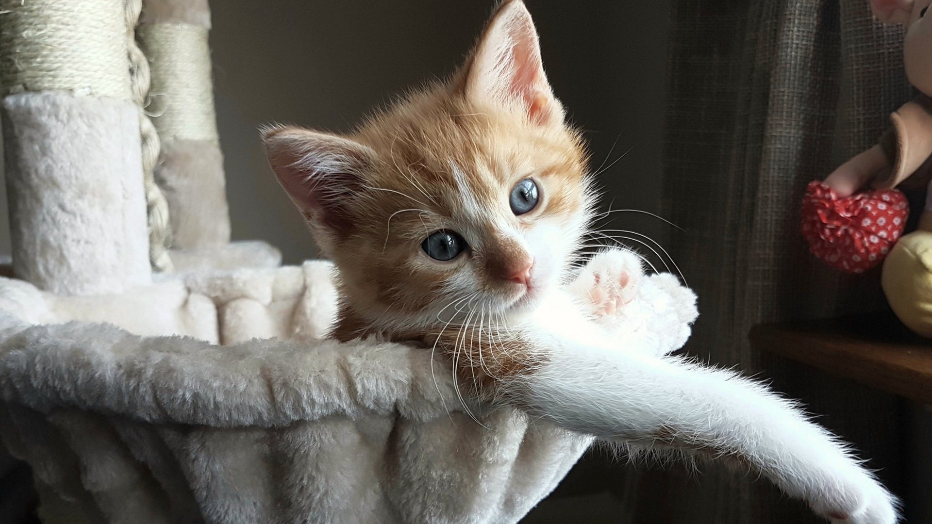 41秒绝境重生,塞内加尔隐形王牌托尼的致命一击