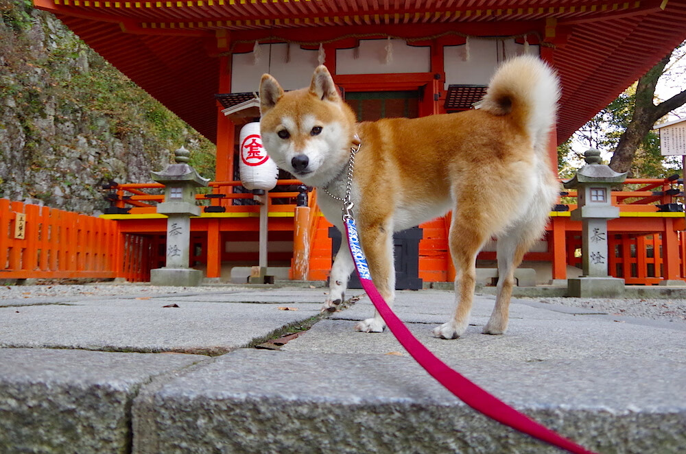 新王挑战旧神祇，联合杯险胜如何撼动戴维斯杯的百年王座，鲁德刷新纪录成时代注脚