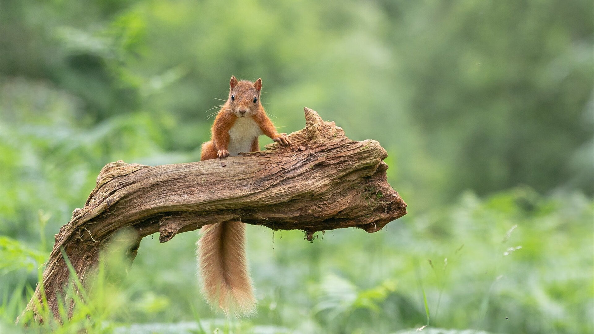 七盏红灯熄灭前,他用七年跑完一圈