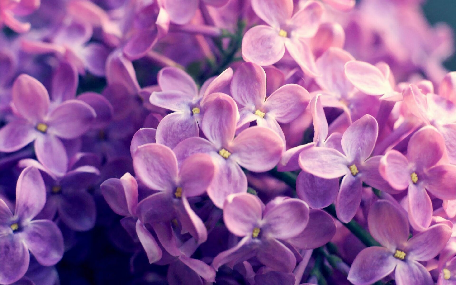 末节风暴!浓眉化身凯尔特人定海神针,一人之力瓦解猛龙三军