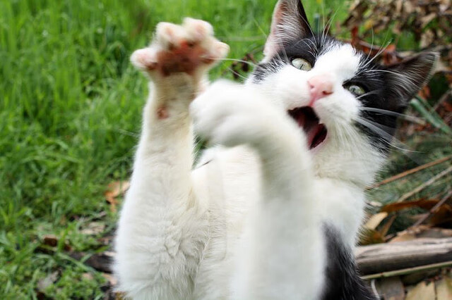 意甲焦点战之夜，梅西评分拉满，传奇再续