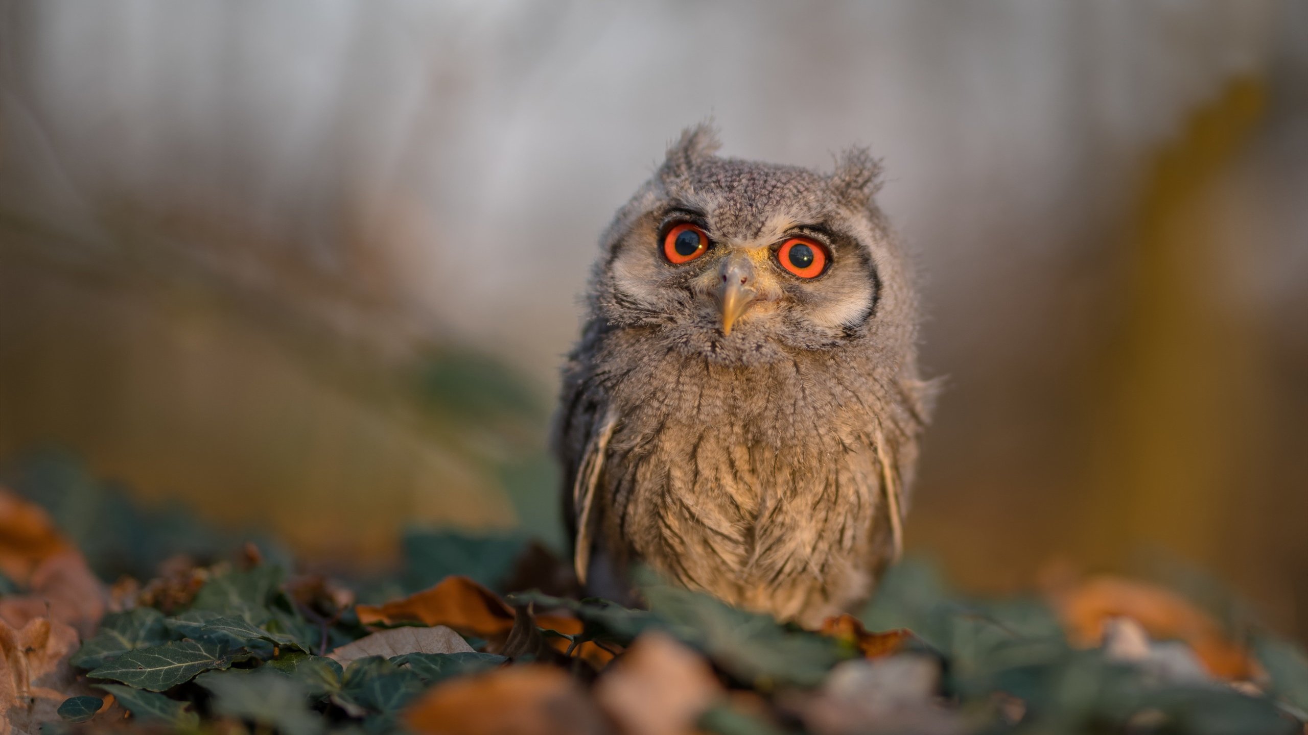 跨越时空的粉碎,从76人表演赛大胜到伦纳德季后赛接管模式