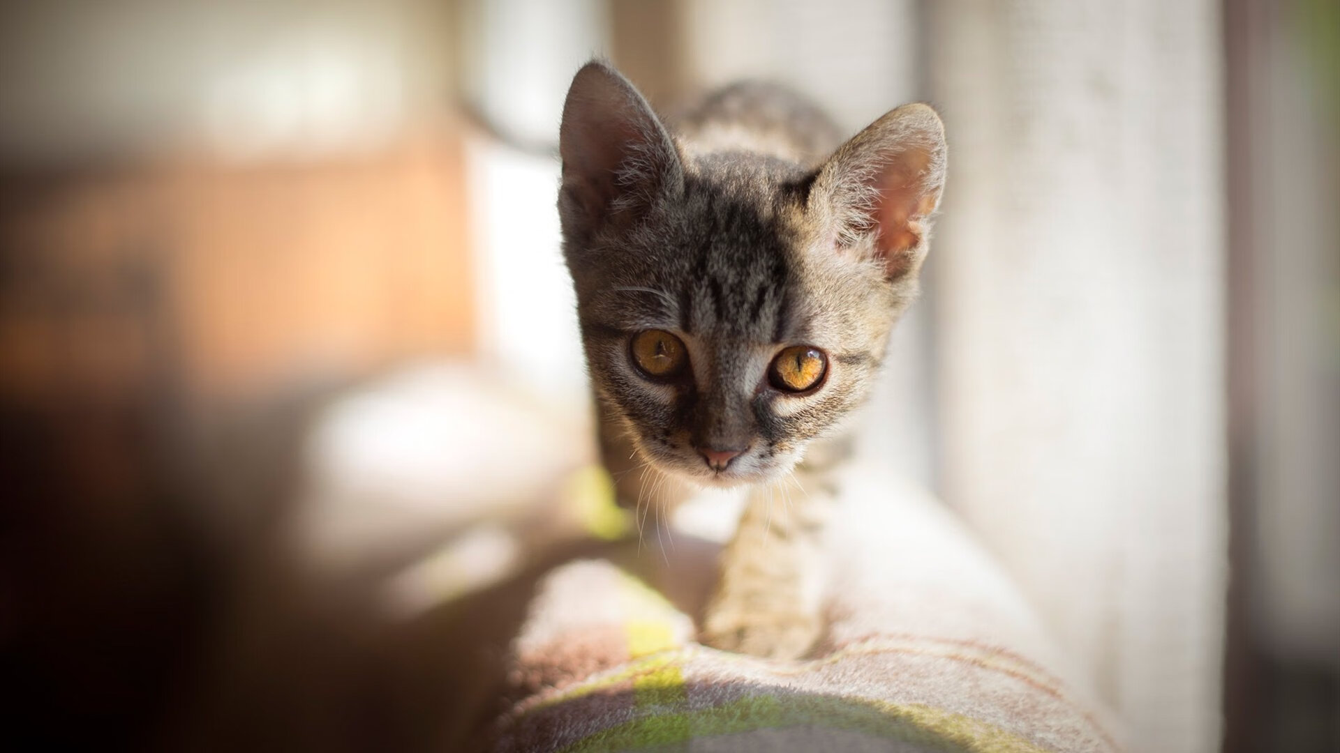 在赛车引擎咆哮中,他投出了决胜三分