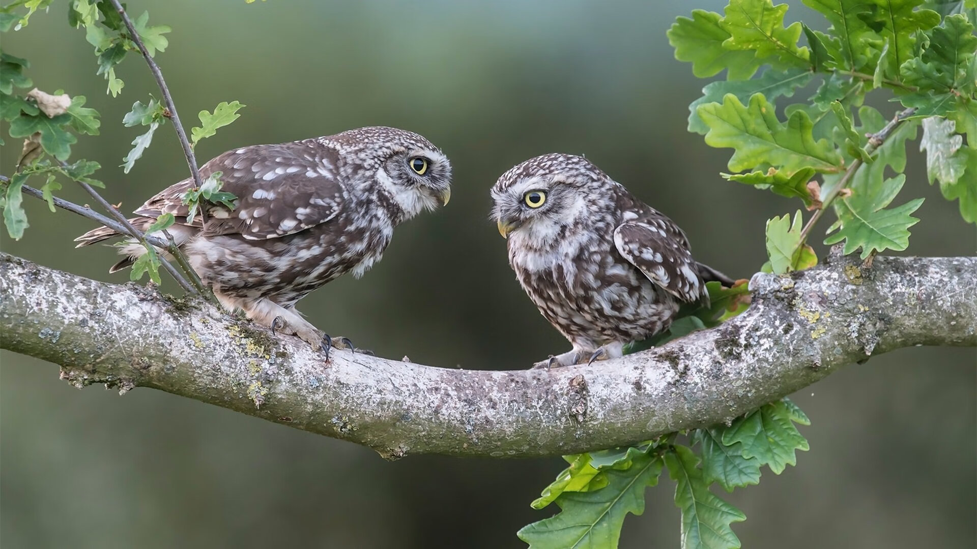 体系的胜利与天赋的闪光,体育世界的两种统治力
