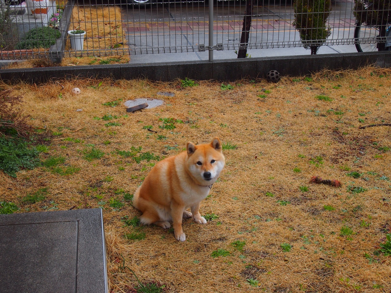 跨界烽火，当勒沃库森遇上波斯铁骑，唯一的中场新王京多安如何让进攻端无人可挡？