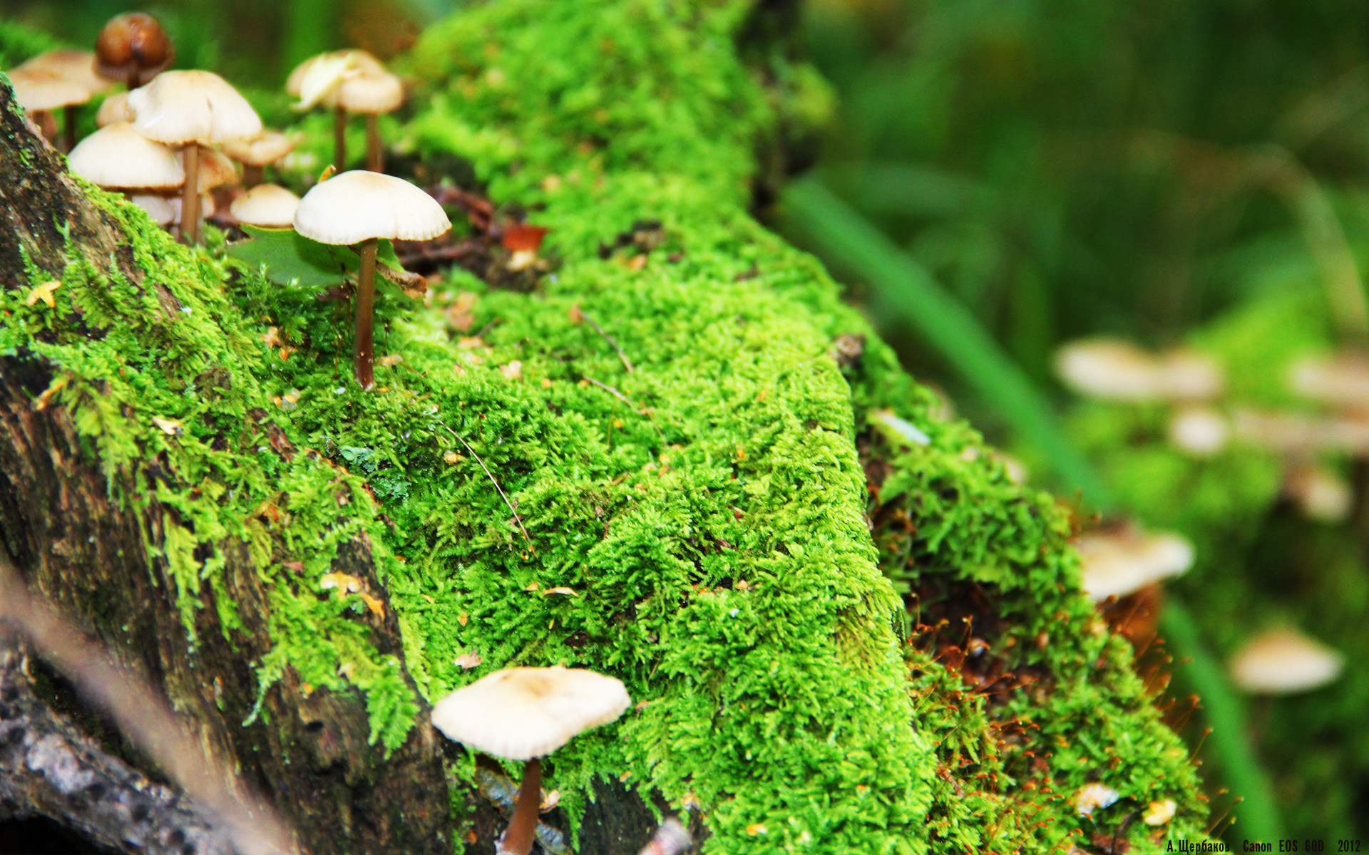 跨界启示录，哈利伯顿的爆发与吉林队的强压，映照独行侠的攻守困境