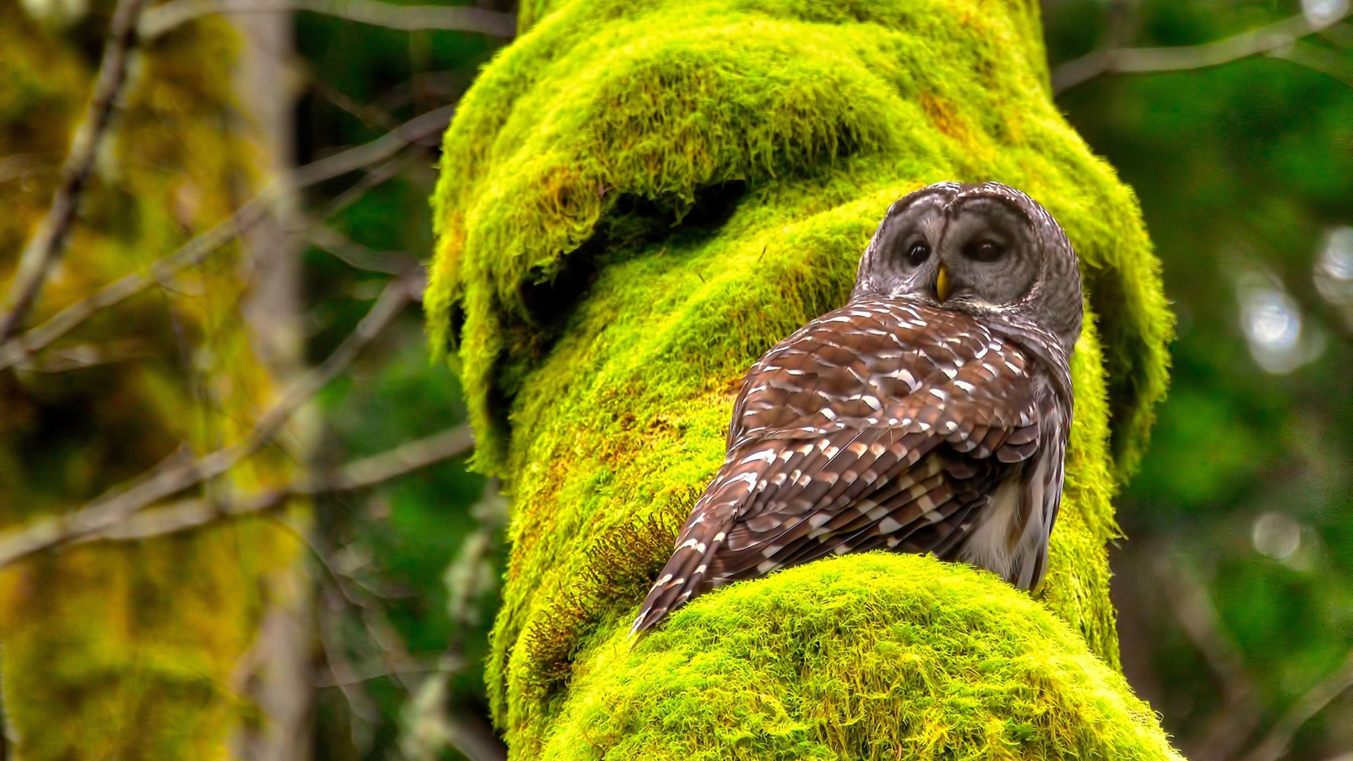 跨界荣光，北京首钢创造历史，莫兰特达三双里程碑