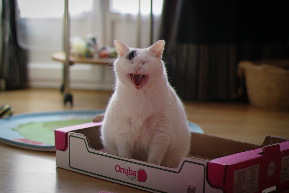 北欧神话续写,厄德高在奥运前夜的冰与火接管—当挪威的寒刀割裂蓝黑之梦