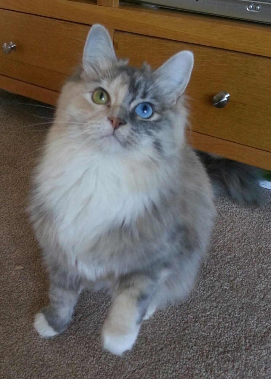 终结者，孟菲斯的利爪与萨拉热窝的接管