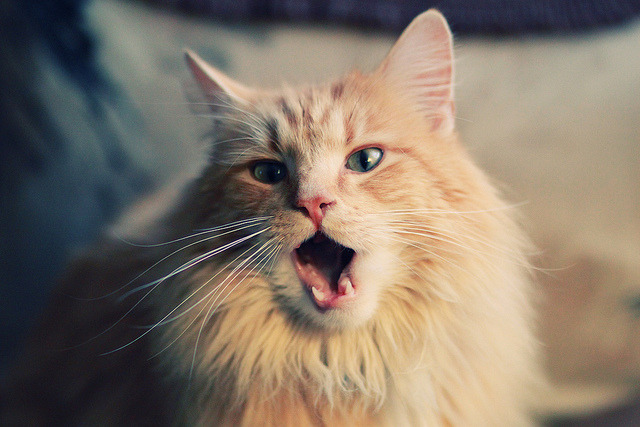 蓝色多瑙河上的里程碑，当奥地利拿下澳大利亚，李刚仁在琴键上奏响百场华章