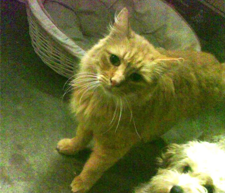 世界排名战争，迪巴拉一锤定音，马里改写历史之夜