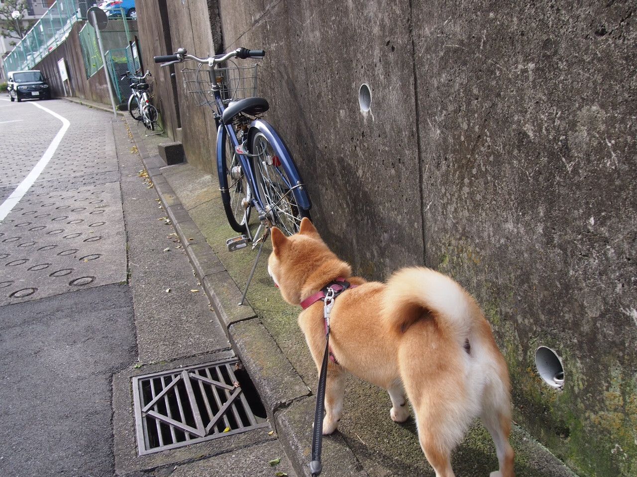 雨林藤蔓绞杀钢铁战车,布雷默的完美之夜与勒沃库森的神话终结