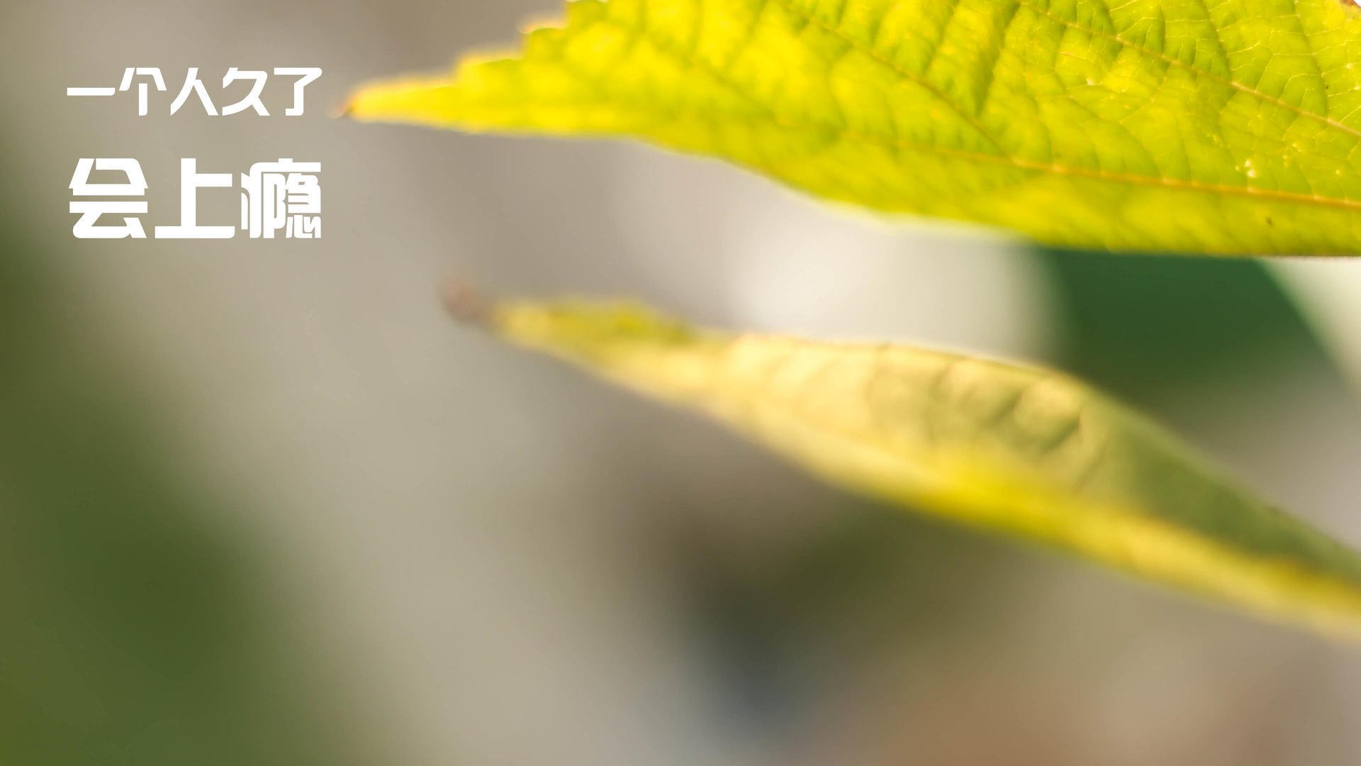 绿茵场上的太阳节奏，霍勒迪如何像恒星引力般接管英超争冠战