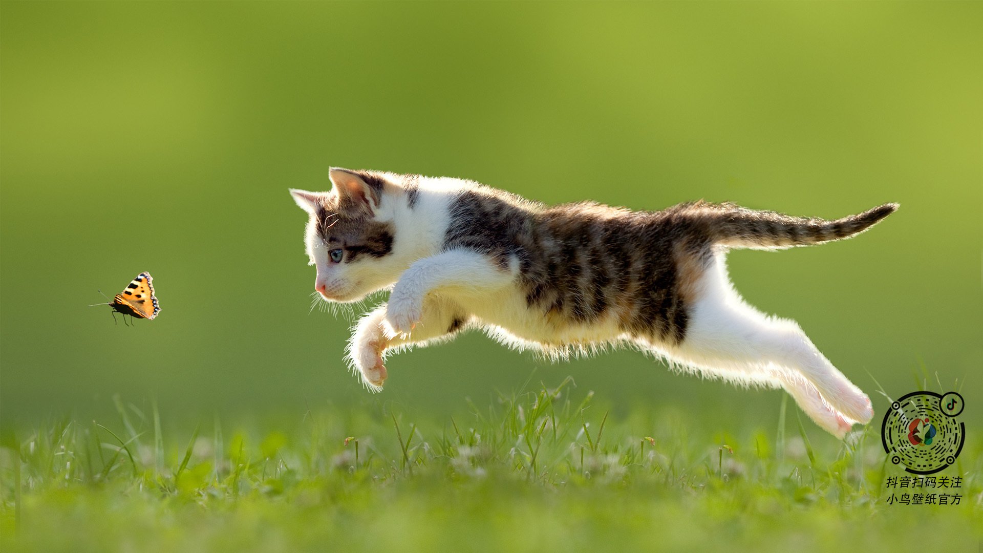 客串主角，当杰伦·格林的纪录之夜闯入热狼对决