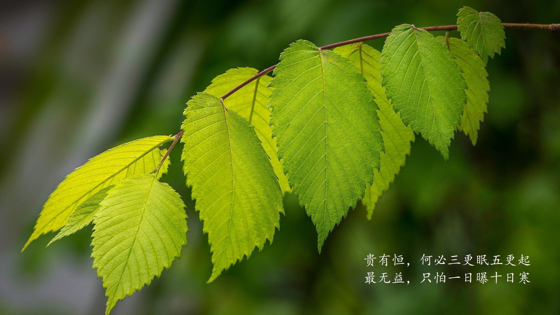 九十分钟的永恒,2026世界杯G组美英大战,加维改写历史的瞬间